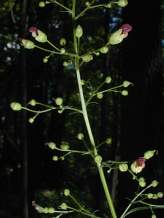 Late Figwort, Carpenter’s Square - Scrophularia marilandica 5
