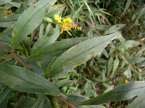 Late Goldenrod, Giant Goldenrod - Solidago gigantea 2