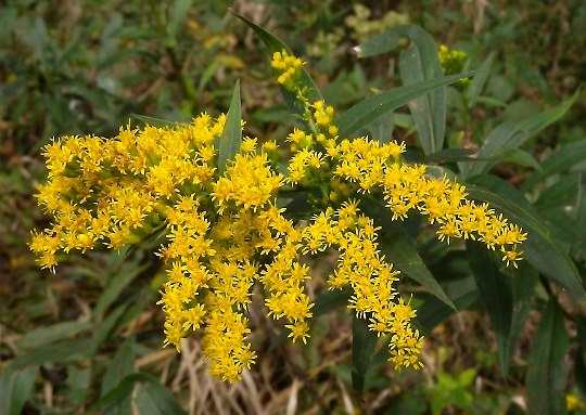 Late Goldenrod, Giant Goldenrod - Solidago gigantea