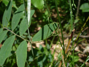 Veiny Pea, Wild Sweet Pea, Bushy Vetch - Lathyrus venosus 3
