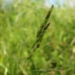 Rice Cut Grass, Rice Cutgrass - Leersia oryzoides