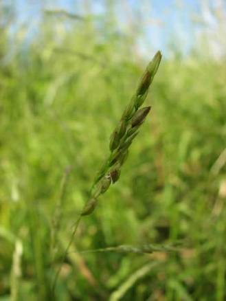 Rice Cut Grass, Rice Cutgrass - Leersia oryzoides