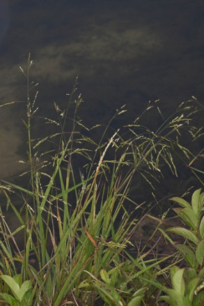 Rice Cut Grass, Rice Cutgrass - Leersia oryzoides 2