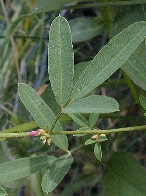 Slender Bush Clover - Lespedeza virginica