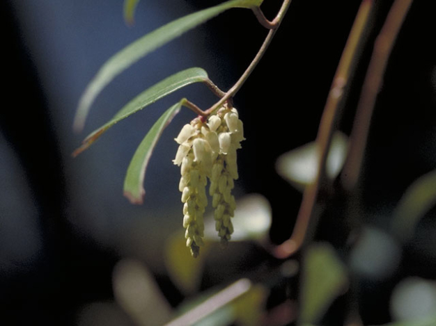 Drooping Laurel, Doghobble, Dog-laurel, Fetterbush Leucothoe fontanesiana