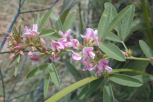 Slender Bush Clover - Lespedeza virginica 2