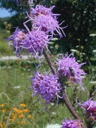 Rough Blazing Star, Button Blazing Star, Tall Blazing Star - Liatris aspera