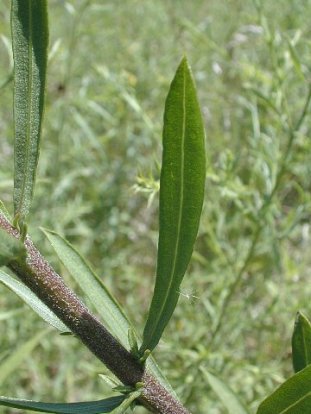 Rough Blazing Star, Button Blazing Star, Tall Blazing Star - Liatris aspera 4