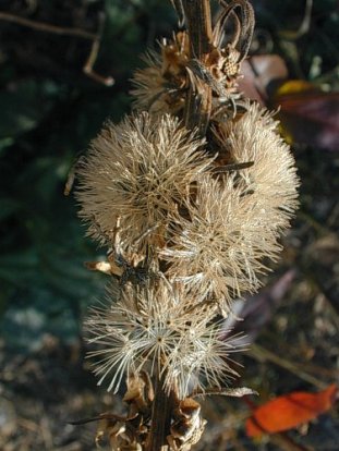 Rough Blazing Star, Button Blazing Star, Tall Blazing Star - Liatris aspera 3