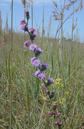 Rough Blazing Star, Button Blazing Star, Tall Blazing Star - Liatris aspera 2