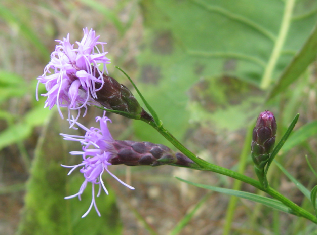 Dwarf Blazing Star, Ontario Blazing Star - Liatris cylindracea