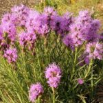 Dotted Blazing Star, Dotted Gayfeather - Liatris punctata