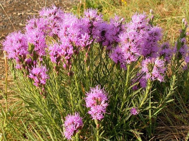 Dotted Blazing Star, Dotted Gayfeather - Liatris punctata