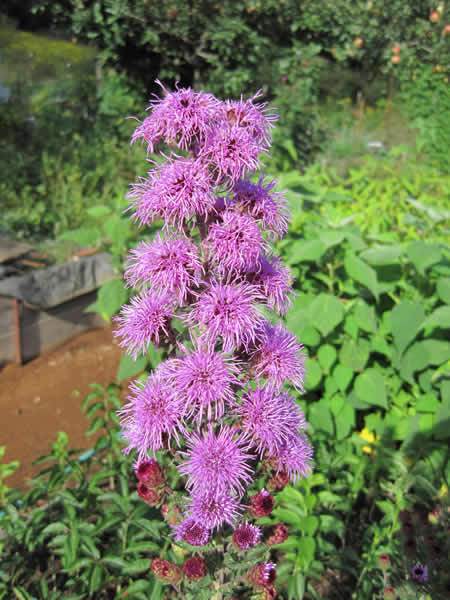 Northern Blazing Star, Devil’s Bite - Liatris scariosa