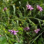 Southern Blazing Star, Scaly Blazing Star - Liatris squarrosa