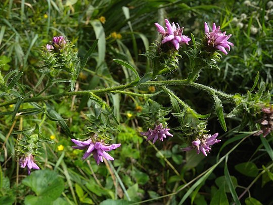 Southern Blazing Star, Scaly Blazing Star - Liatris squarrosa