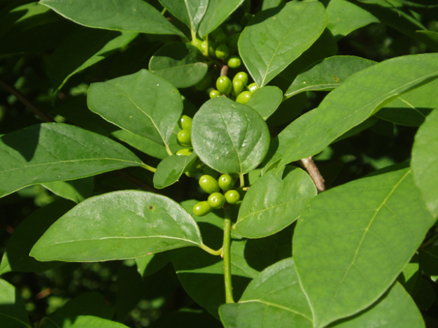 Spicebush, Common Spicebush - Lindera benzoin 3