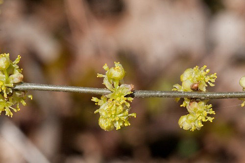 Spicebush, Common Spicebush - Lindera benzoin 2