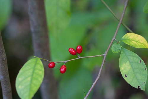 Spicebush, Common Spicebush - Lindera benzoin