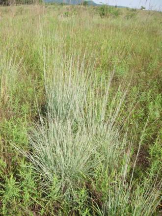 Little Bluestem - Schizachyrium scoparium (Andropogon scoparius)