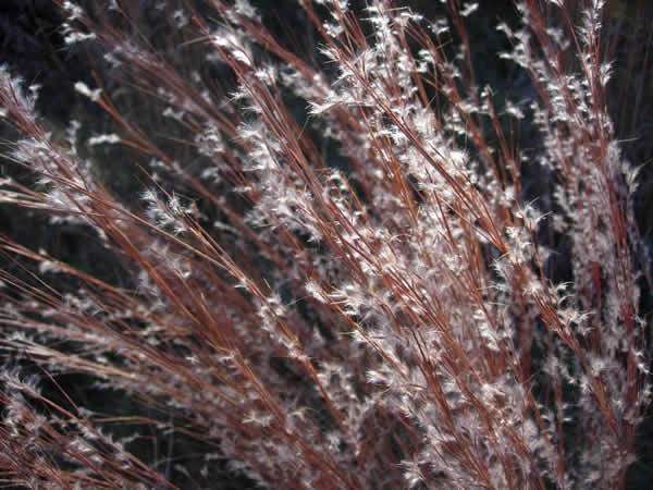 Little Bluestem - Schizachyrium scoparium (Andropogon scoparius) 2