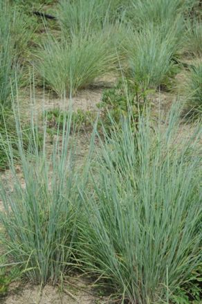 Little Bluestem - Schizachyrium scoparium (Andropogon scoparius) 3