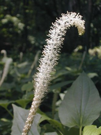 Lizard’s Tail - Saururus cernuus