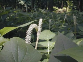 Lizard’s Tail - Saururus cernuus 3