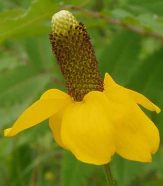 Long-headed Coneflower, Upright Prairie Coneflower - Ratibida columnifera