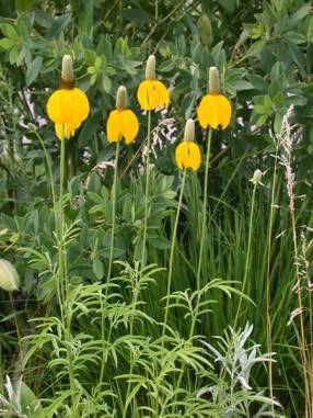 Long-headed Coneflower, Upright Prairie Coneflower - Ratibida columnifera 2