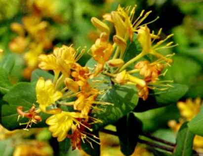 Yellow Honeysuckle, Yellow Wild Honeysuckle - Lonicera flava (L. flavida) 3