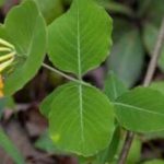 Yellow Honeysuckle, Yellow Wild Honeysuckle - Lonicera flava (L. flavida) 4