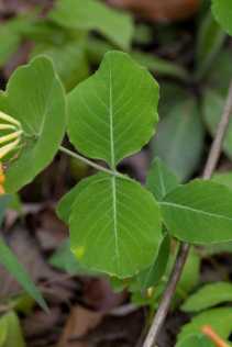 Yellow Honeysuckle, Yellow Wild Honeysuckle - Lonicera flava (L. flavida) 4