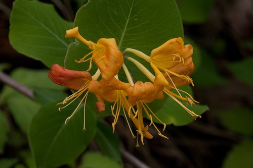 Yellow Honeysuckle, Yellow Wild Honeysuckle - Lonicera flava (L. flavida) 5