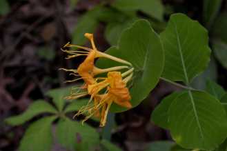 Yellow Honeysuckle, Yellow Wild Honeysuckle - Lonicera flava (L. flavida)