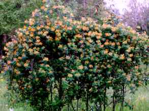 Yellow Honeysuckle, Yellow Wild Honeysuckle - Lonicera flava (L. flavida) 2