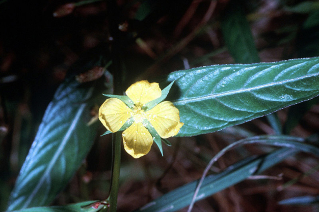 Seedbox - Ludwigia alternifolia