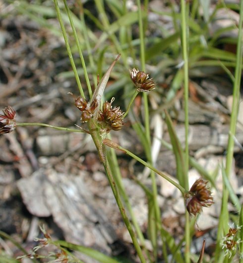 Wood Rush, Hedgehog Woodrush - Luzula echinata