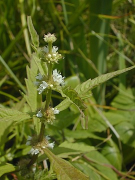 Water Horehound, American Horehound, American Bugleweed - Lycopus americanus 2