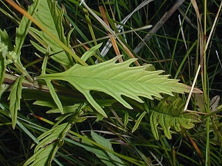 Water Horehound, American Horehound, American Bugleweed - Lycopus americanus