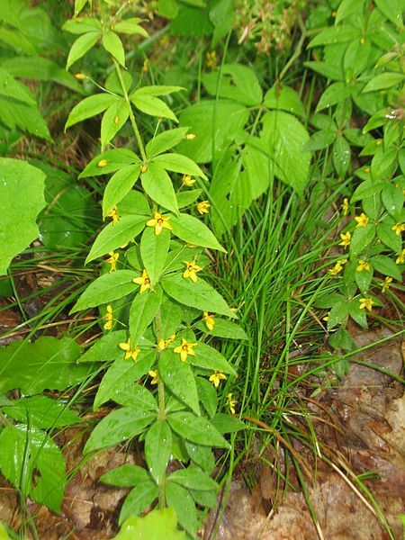 Whorled Loosestrife - Lysimachia quadrifolia