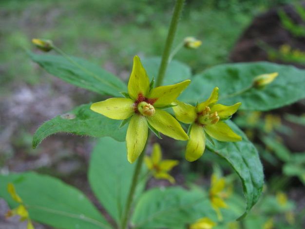 Whorled Loosestrife - Lysimachia quadrifolia 2