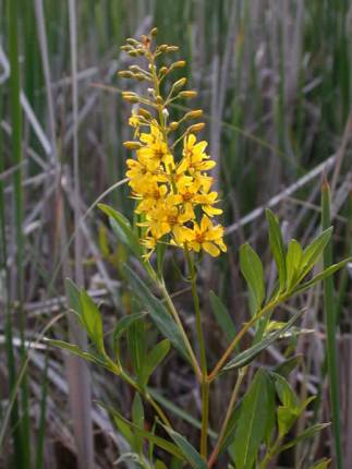 Swamp Candles, Earth Loosestrife - Lysimachia terrestris