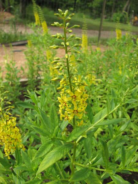 Swamp Candles, Earth Loosestrife - Lysimachia terrestris 2