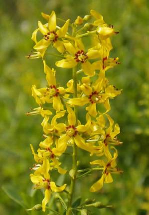 Swamp Candles, Earth Loosestrife - Lysimachia terrestris 3