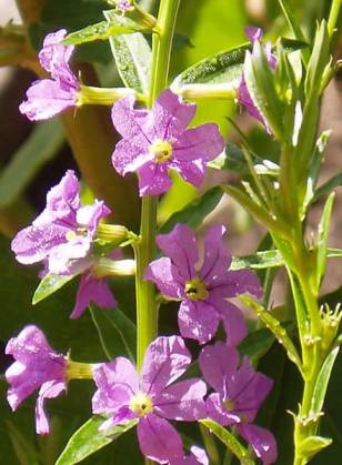 Winged Loosestrife - Lythrum alatum 2