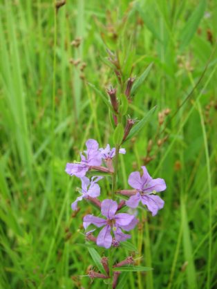 Winged Loosestrife - Lythrum alatum