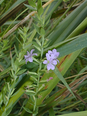 Winged Loosestrife - Lythrum alatum 3