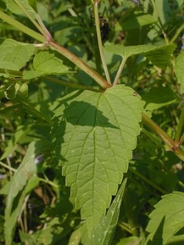 Mad-dog Skullcap, Blue Skullcap - Scutellaria lateriflora 2