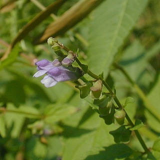 Mad-dog Skullcap, Blue Skullcap - Scutellaria lateriflora